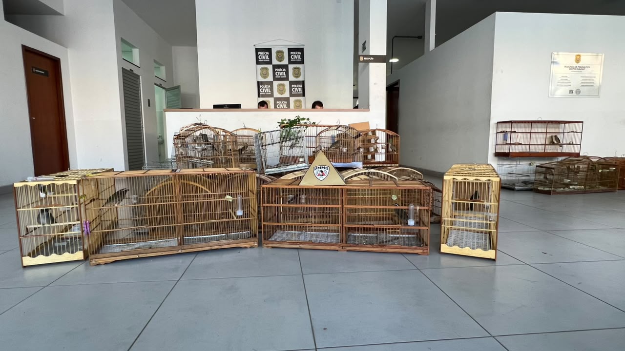 Operação Libertas: suspeitos de envolvimento com tráfico de animais silvestres são presos e pássaros são resgatados em Santos Dumont